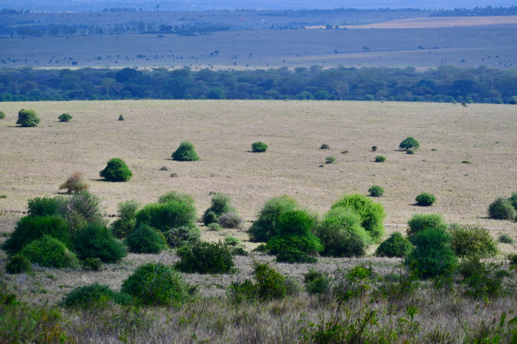 Nairobi National Park